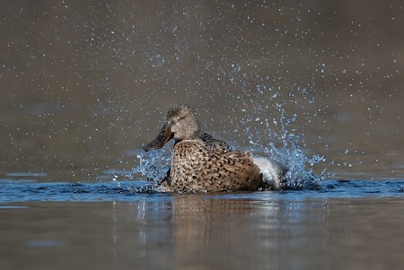 Animal, Bird, Duck, Mallard, Teal, Waterfowl